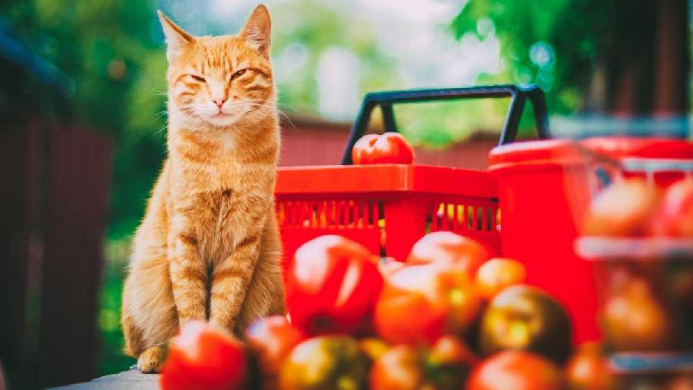 рыжий кот и корзина с помидорами