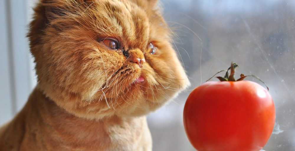 кот смотрит на помидор