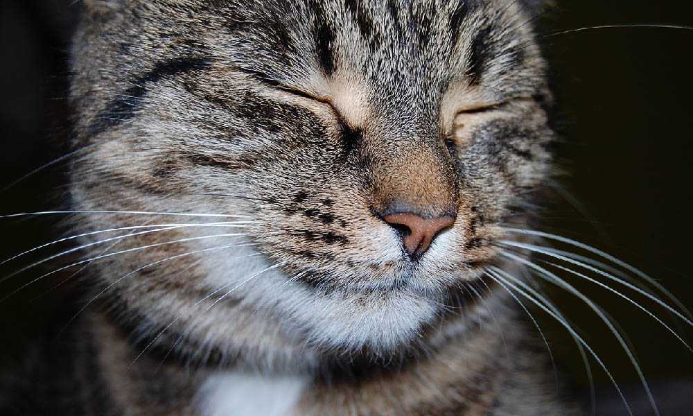 кот с шикарными усами