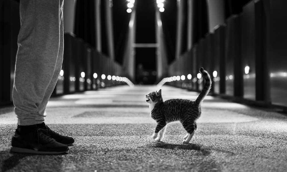 котенок ночью на улице