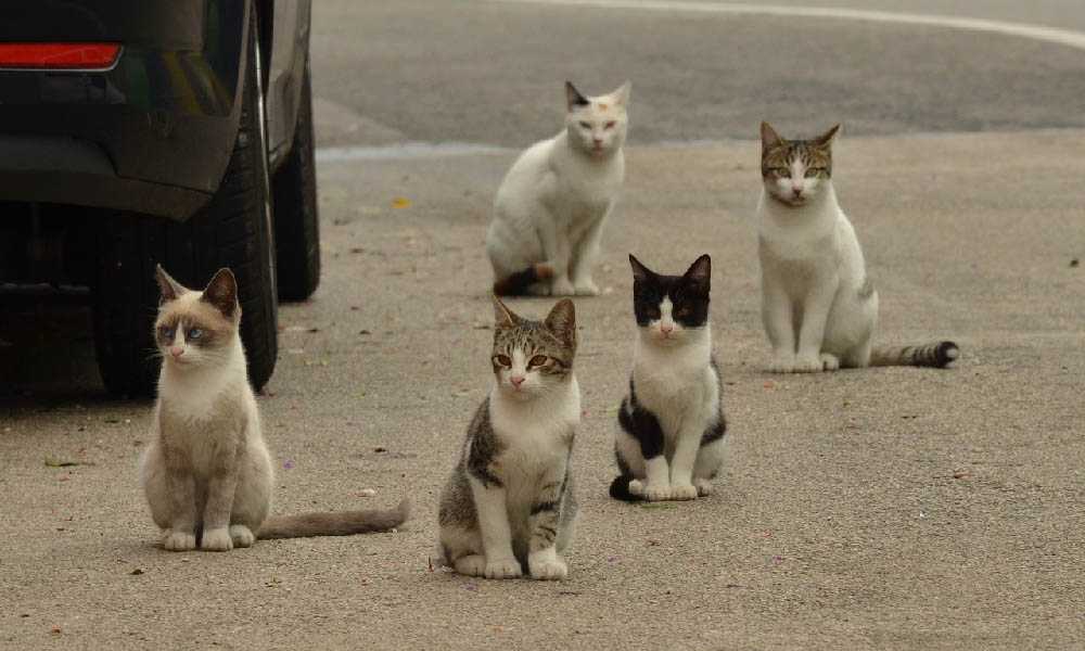 коты на улице