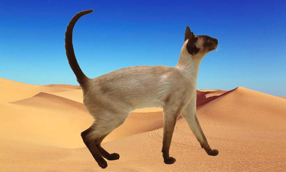 кошка в пустыне