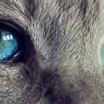 голубые глаза серой кошки