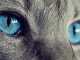 голубые глаза серой кошки