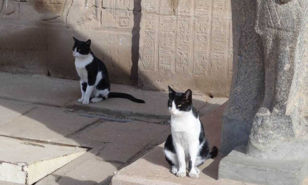 коты в Египте