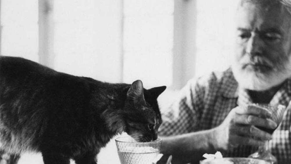 Эрнест Хемингуэй любил кошек