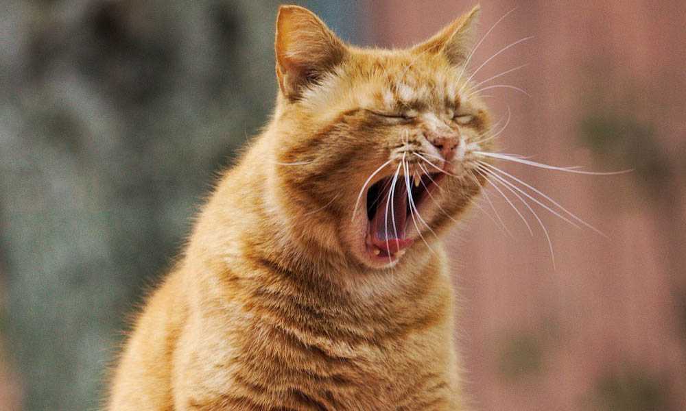 почему кот открывает рот