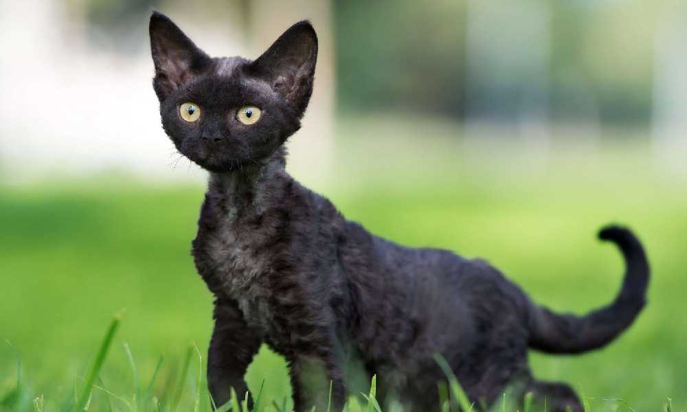 черный котенок Девон Рекс