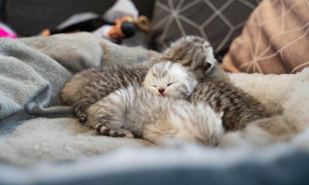 котята полосатые на кровати