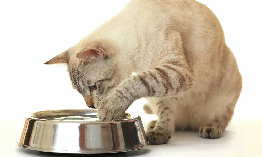 кот закапывает еду