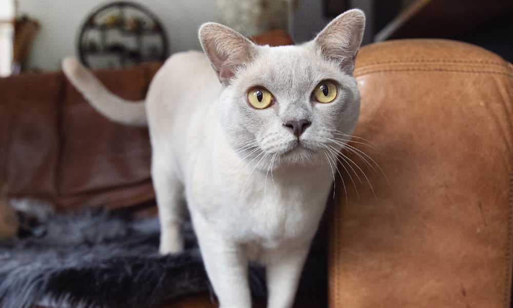 Бураманская кошка
