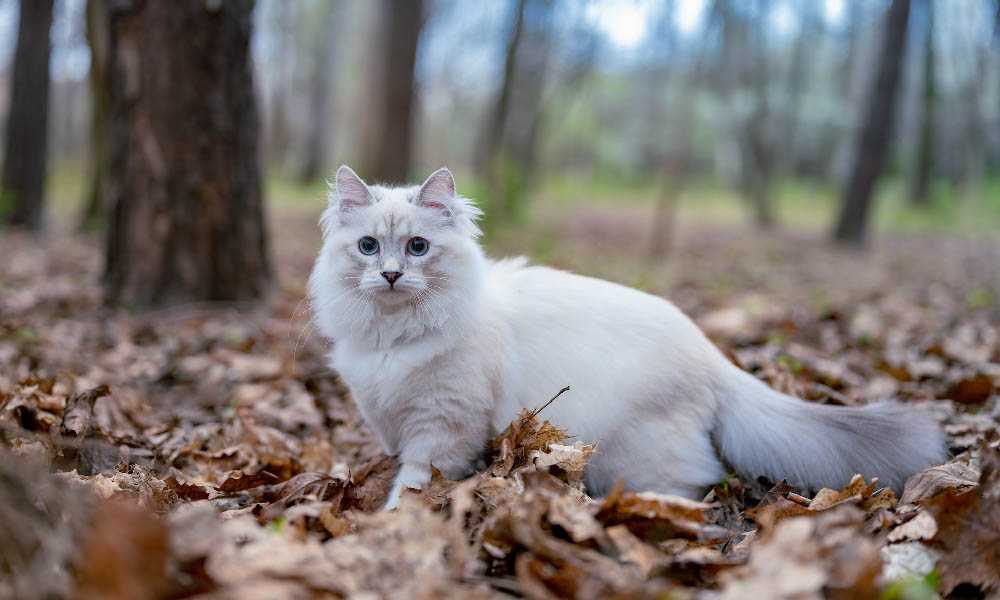 белая норвежская лесная кошка