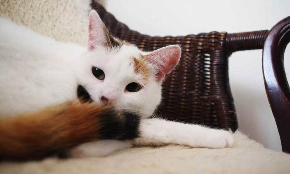 описание турецкой ванской кошки