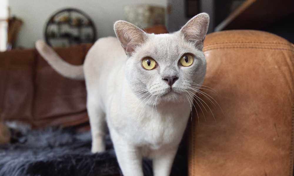 Белая бурманская кошка