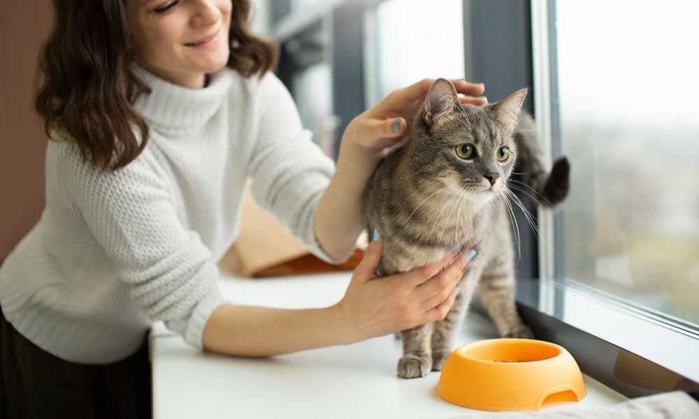девушка гладит кота возле миски