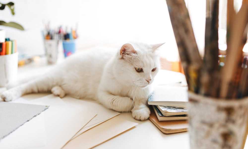 Белая кошка на рабочем столе