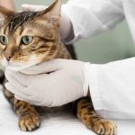 кот на осмотре ветеринара