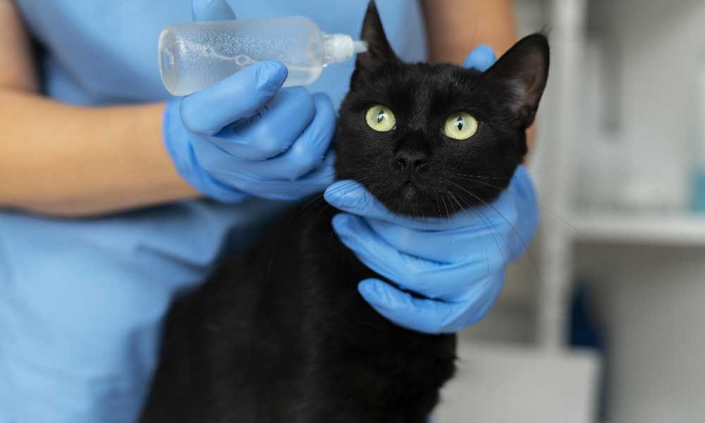 кот у ветеринара на процедурах