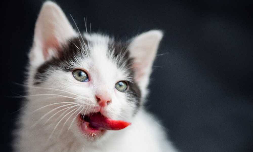 Котенок высунул язык