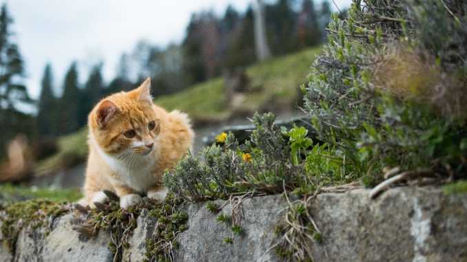 рыжий котенок играет в траве