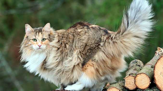 норвежская лесная кошка фото