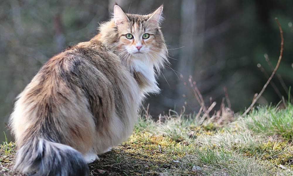 норвежская лесная кошка порода