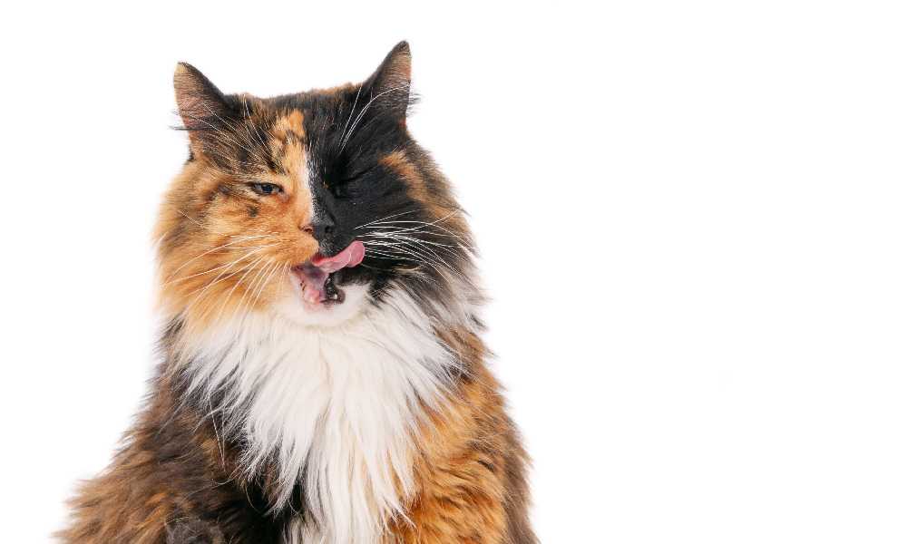трехцветный кот высунул язык