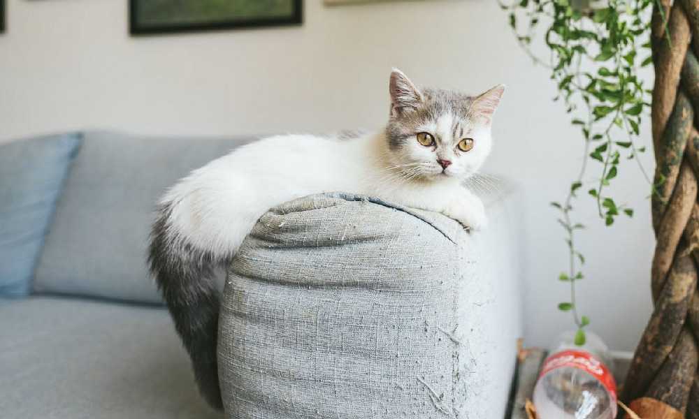 котенок манчкин лежит на диване