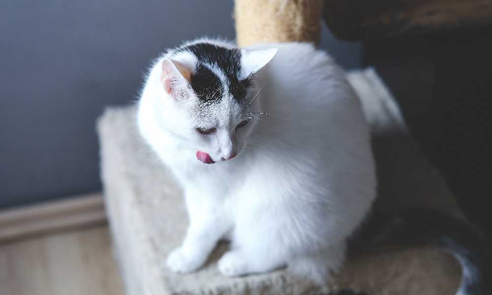 Белый кот высунул язык