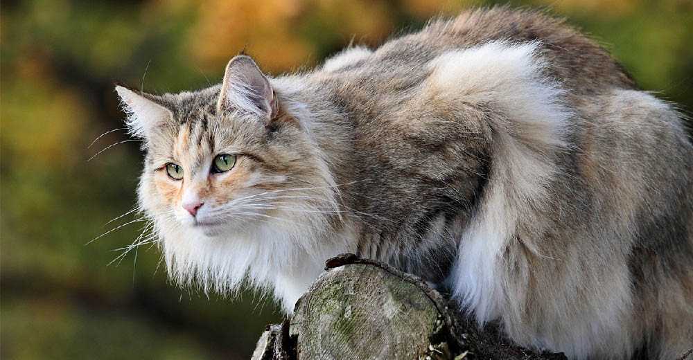 норвежская лесная кошка табби