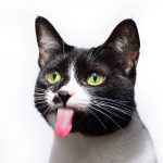 Черно-белый кот высунул язык