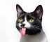 Черно-белый кот высунул язык