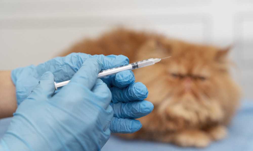 прививка от глистов для кота