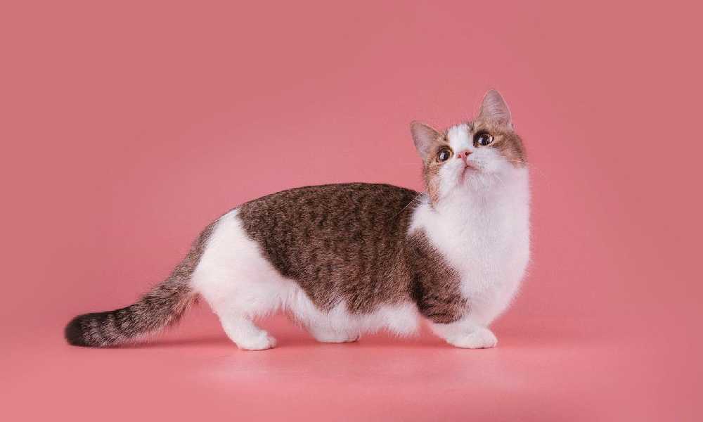 Манчкин кот на розовом фоне