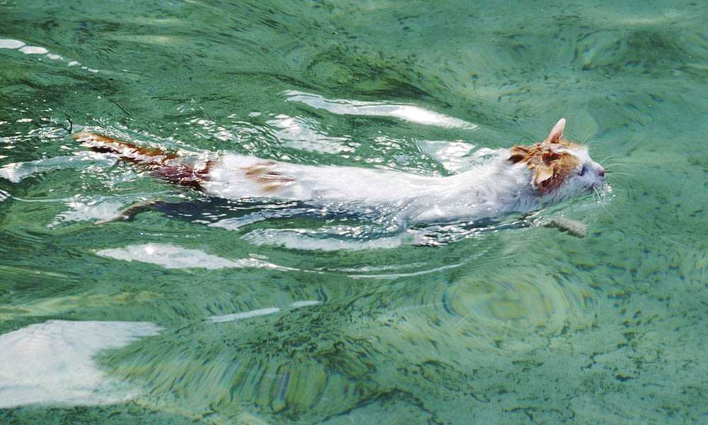 кошка турецкий ван плавает