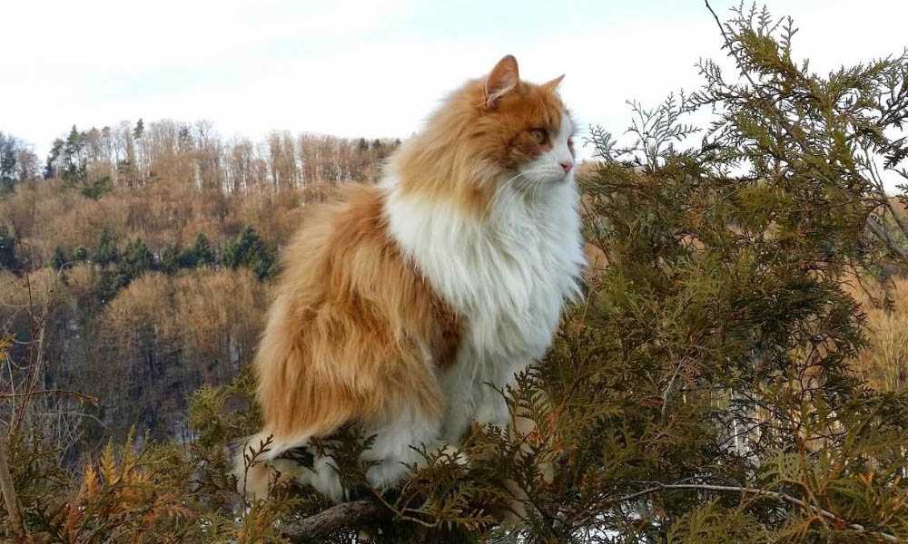 норвежская кошка на дереве