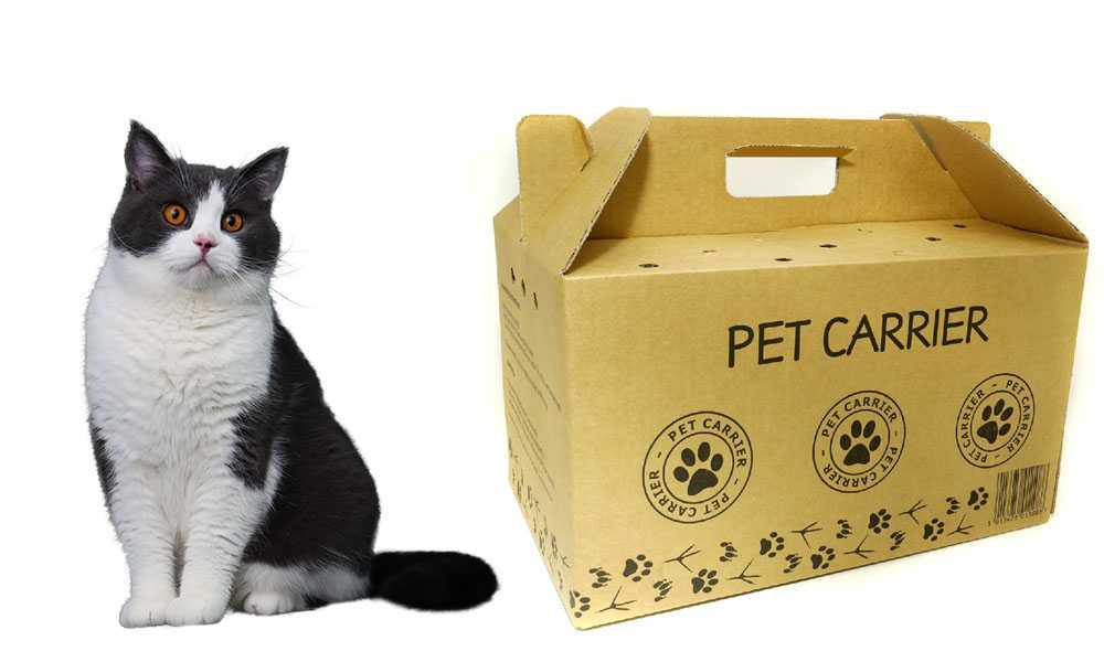 картонная переноска для кошек