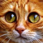 Интересные факты о кошках: 33 увлекательных факта о вашем коте