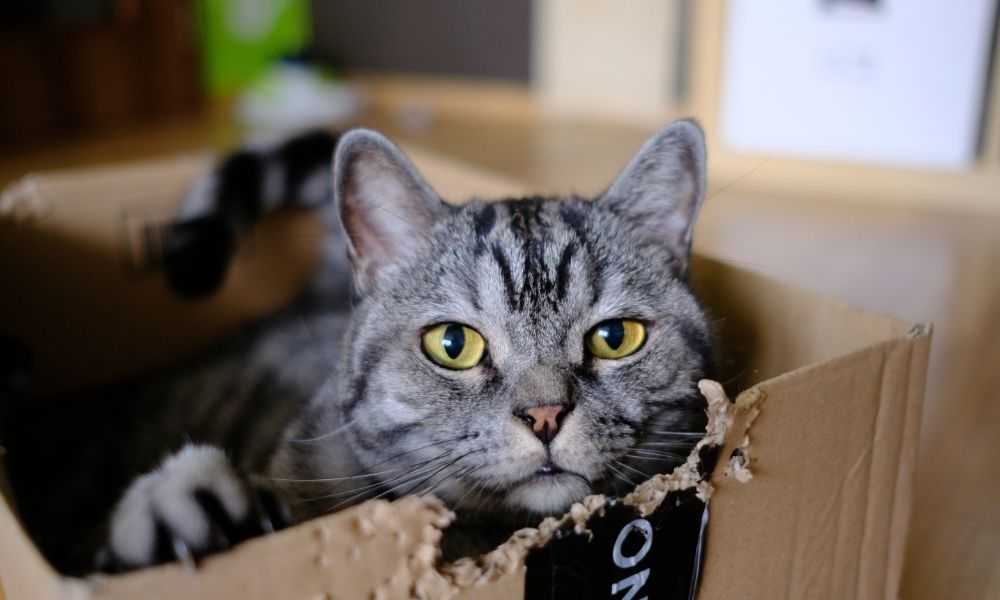 Почему кошки любят коробки? 6 возможных причин