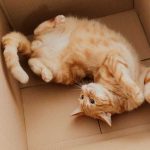 рыжий кот в коробке