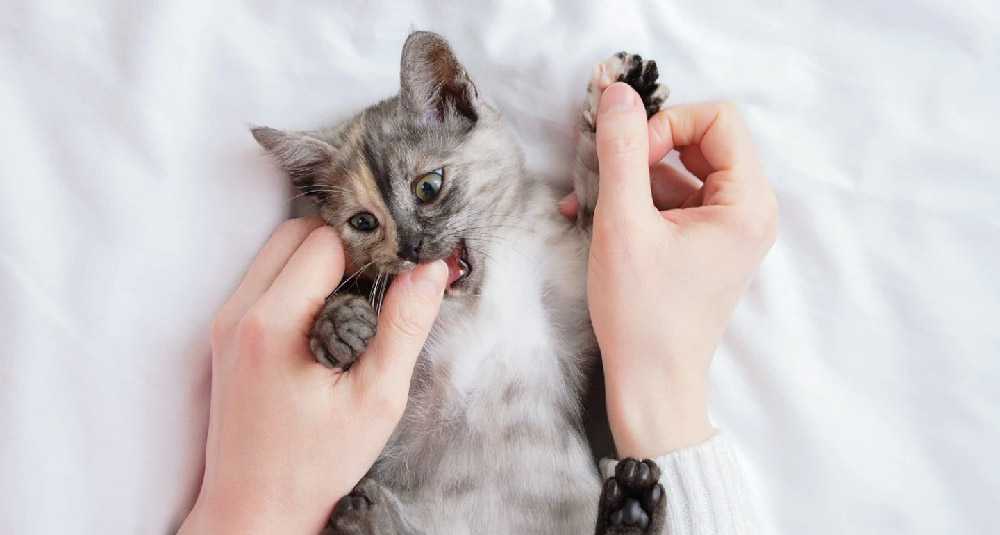 как отучить котенка кусать руки