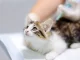 Первые прививки для котят: что нужно знать?