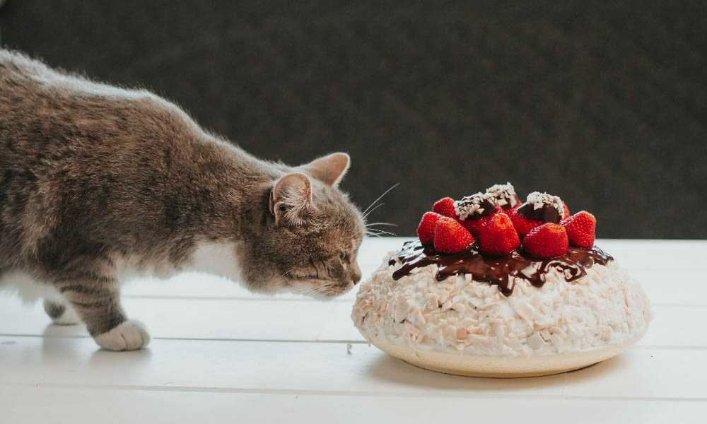 кот нюхает торт
