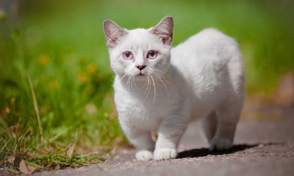 Кот альбинос