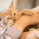 как отучить котенка грызть руки