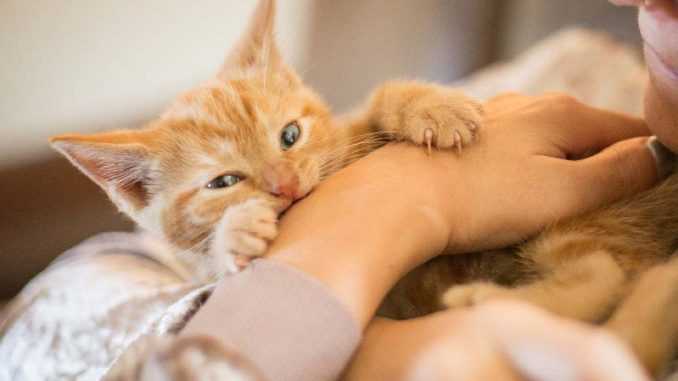 как отучить котенка грызть руки