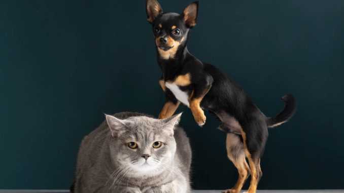 кот и маленькая собака