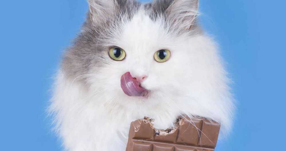 кот и шоколад