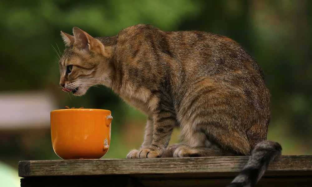 кошка кушает из чашки
