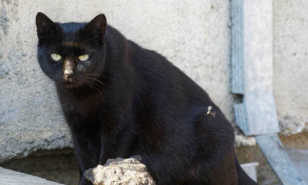 уличный черный кот